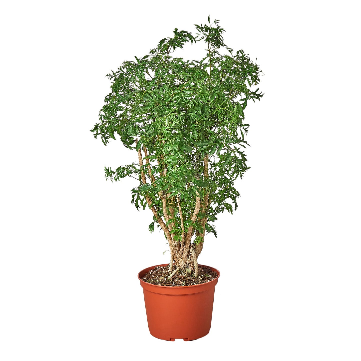 Aralia Ming