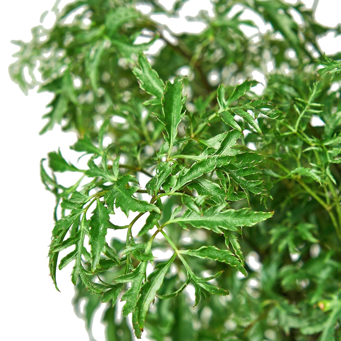 Aralia Ming