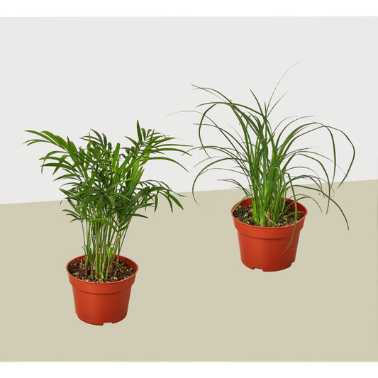 2 Palm Variety Pack - 4" Pots