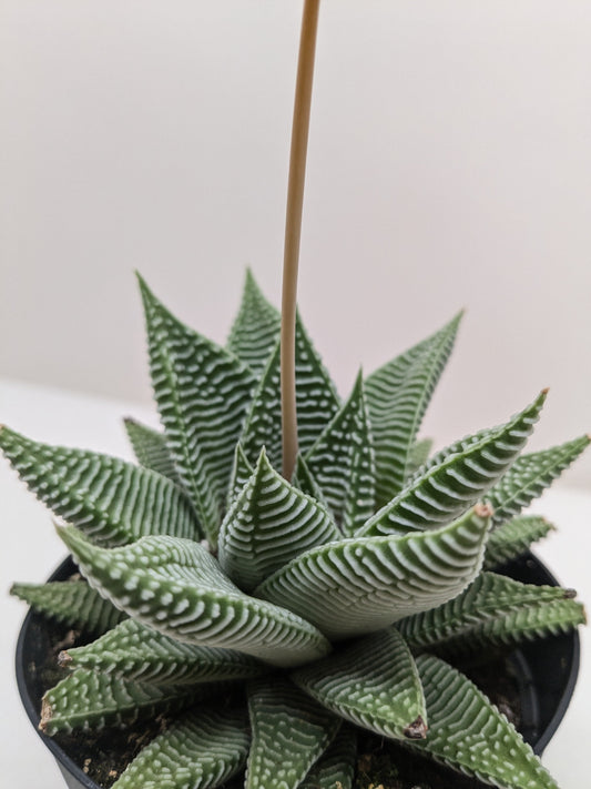 Haworthia Miami Succulent