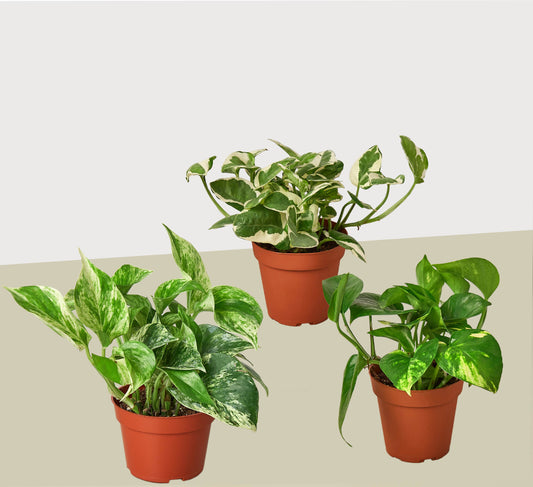 3 Pothos Variety Pack - 4" Pot