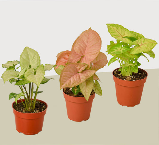 3 Different Syngonium Plants Arrowhead Plants 4 Pot Live Plant
