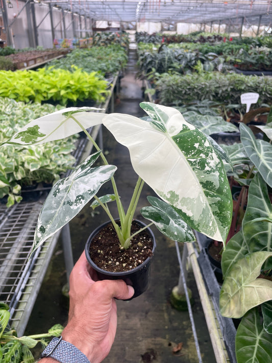 Alocasia Micholitziana Frydek Variegated 4 Pot