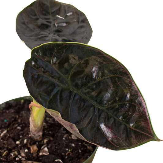 Alocasia Red Mambo 4 Pot