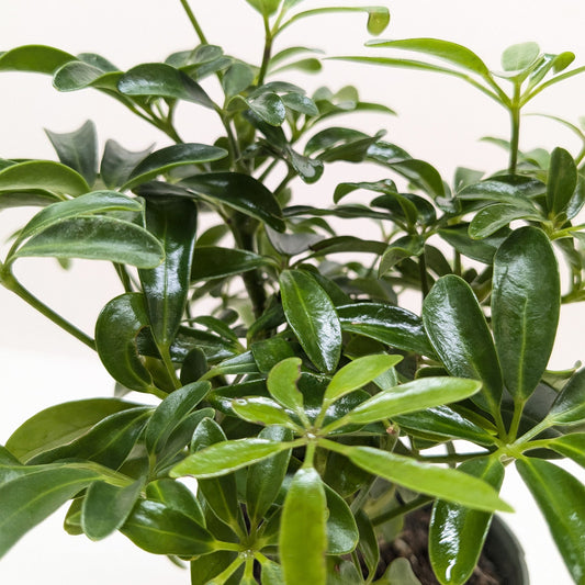 Bonsai Schefflera Arboricola