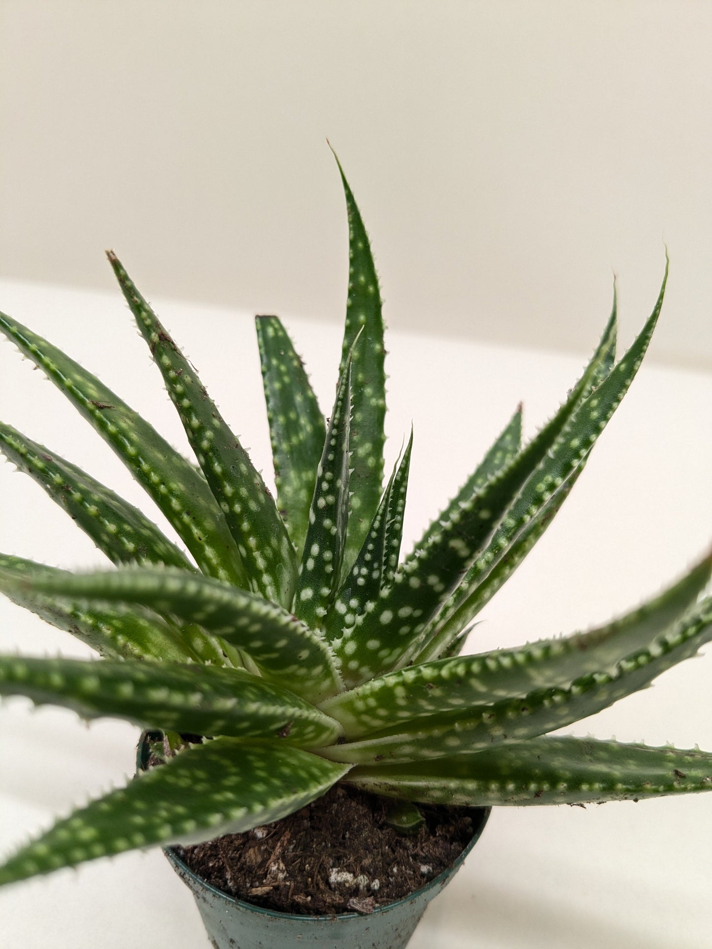 Gasteria Zimflora Succulent