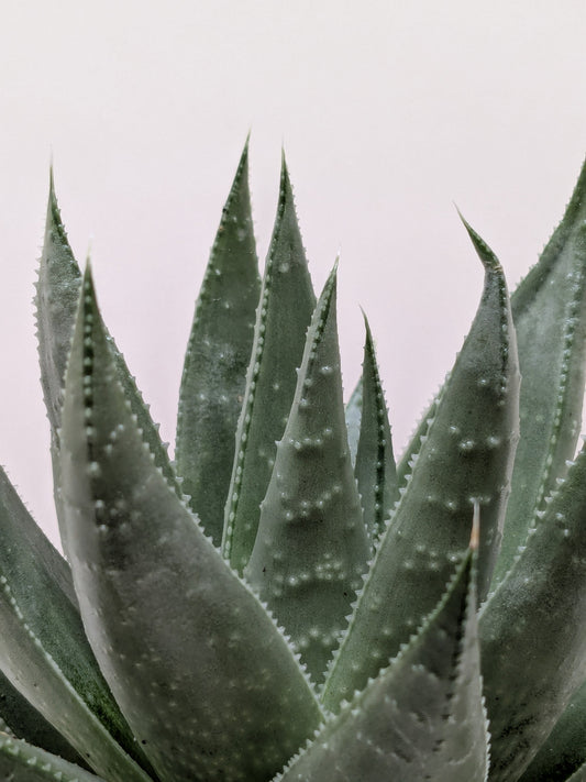 Haworthia Savanna Succulent
