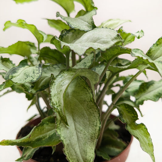 Syngonium 'Three Kings'