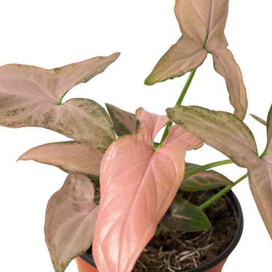 Syngonium Pink Splash 4 Pot