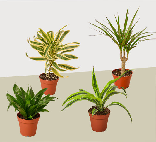 4 Different Dracaenas Variety Pack Live House Plant 4 Pot