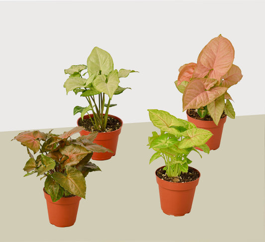 4 Different Syngonium Plants Arrowhead Plants 4 Pot Live Plant