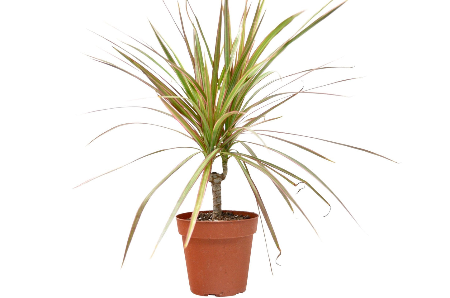 Dracaena Red Margined 4 Pot