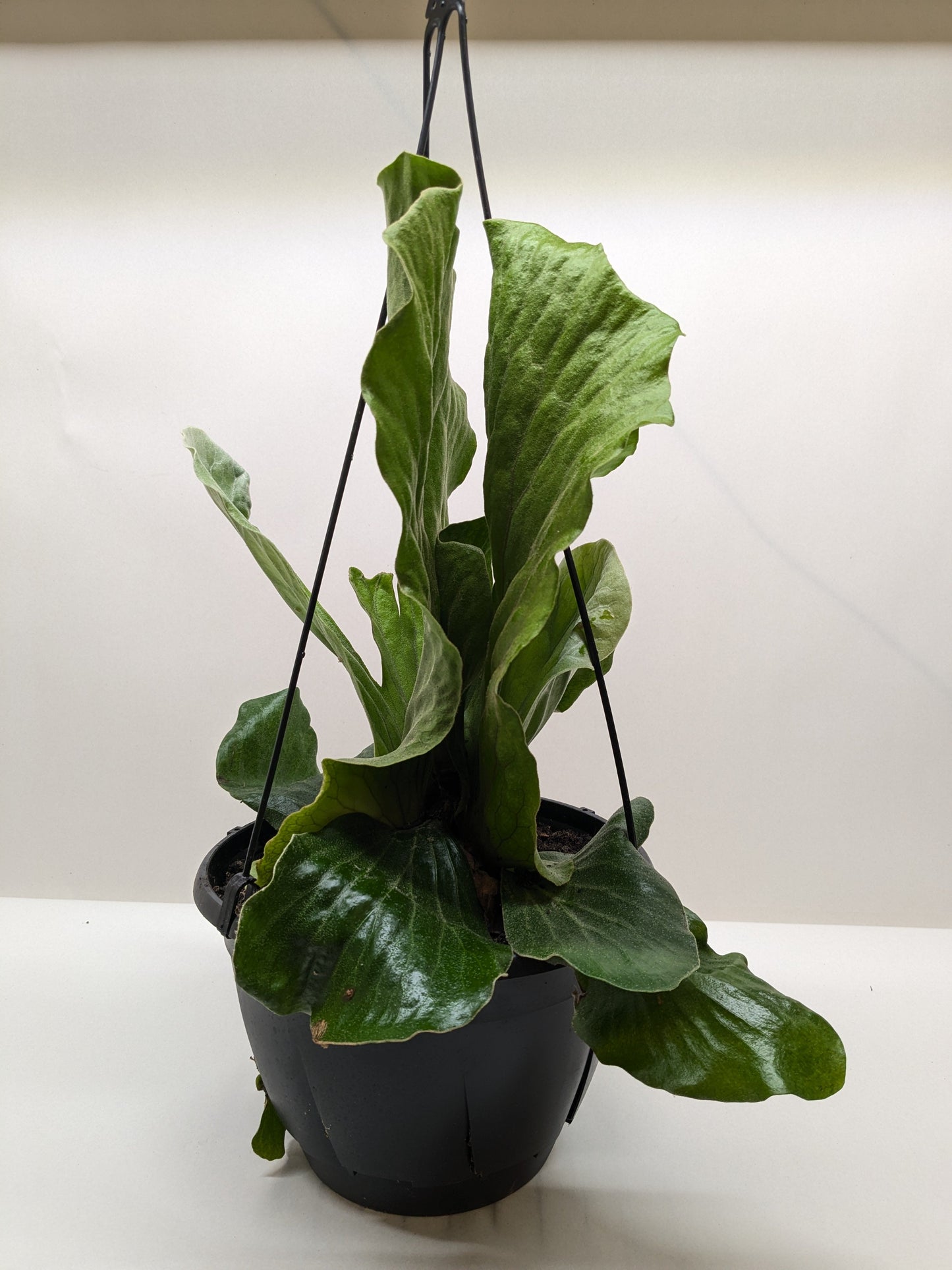 Fern 'Elephant'