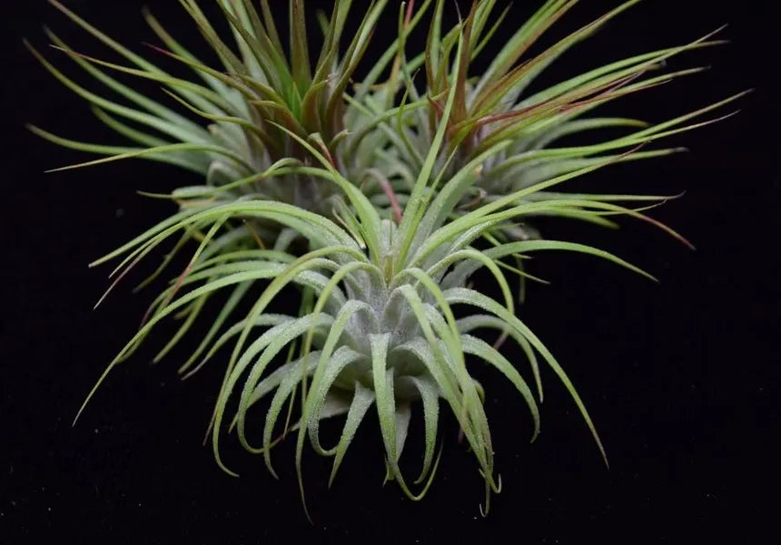 Tillandsia Ionantha Air Plant - 5 Pack