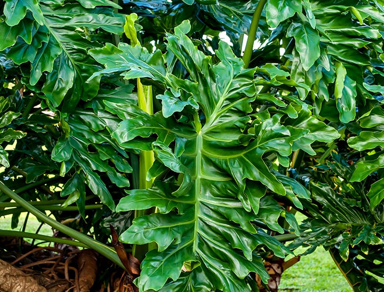 Philodendron ‘Lickety Split'