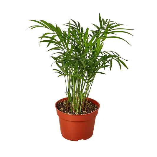 Neanthe Bella Palm