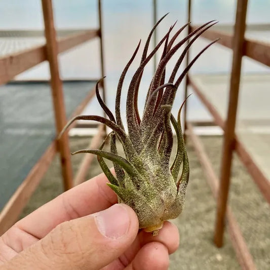 Tillandsia Ionantha Air Plant - 5 Pack