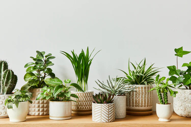 Beginner-Friendly Plants
