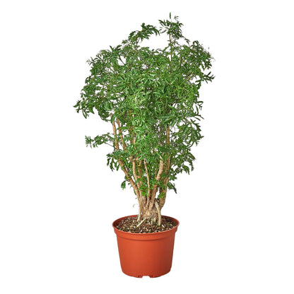 Aralia Ming