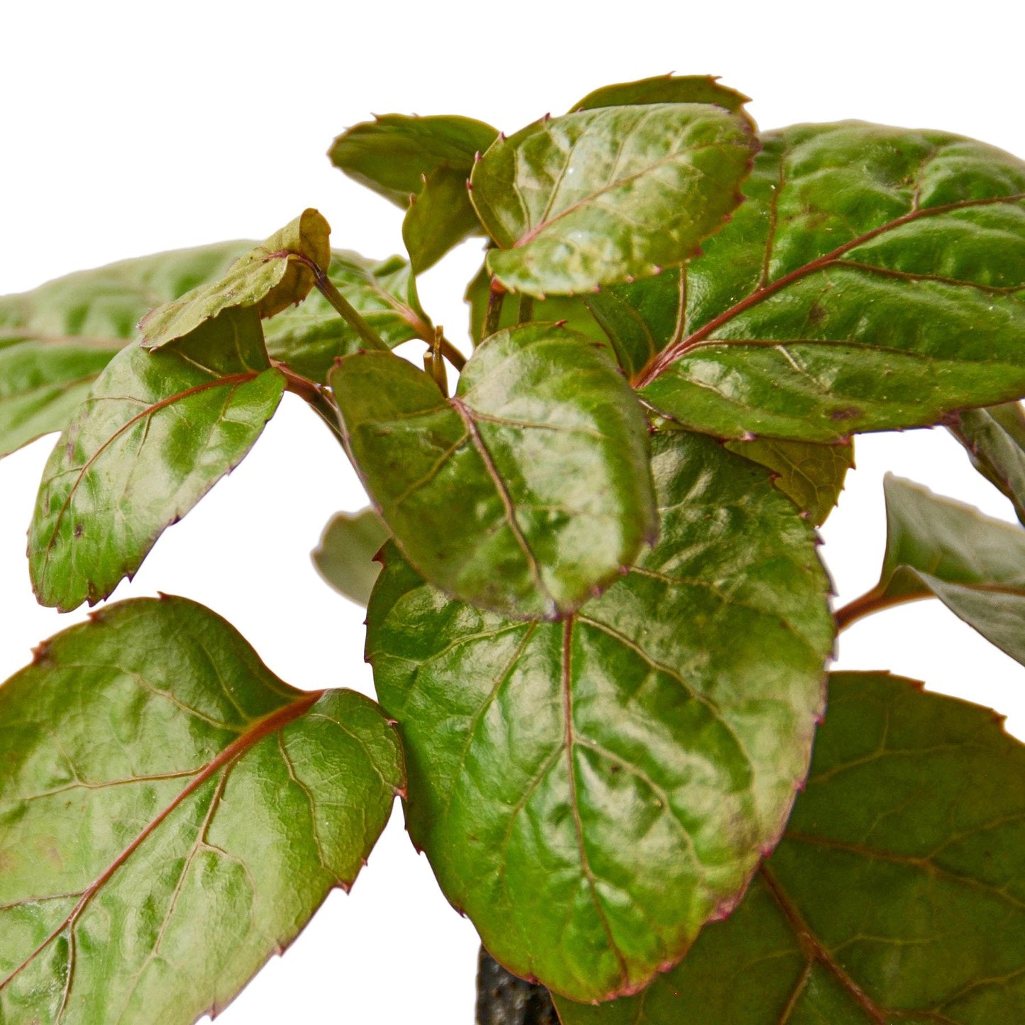Aralia Fabian 'Polyscias Scutellaria'