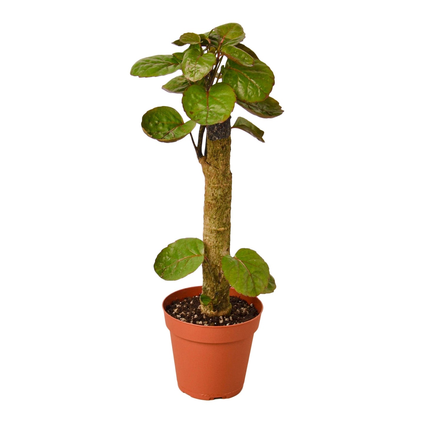 Aralia Fabian 'Polyscias Scutellaria'