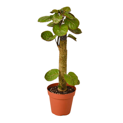 Aralia Fabian 'Polyscias Scutellaria'