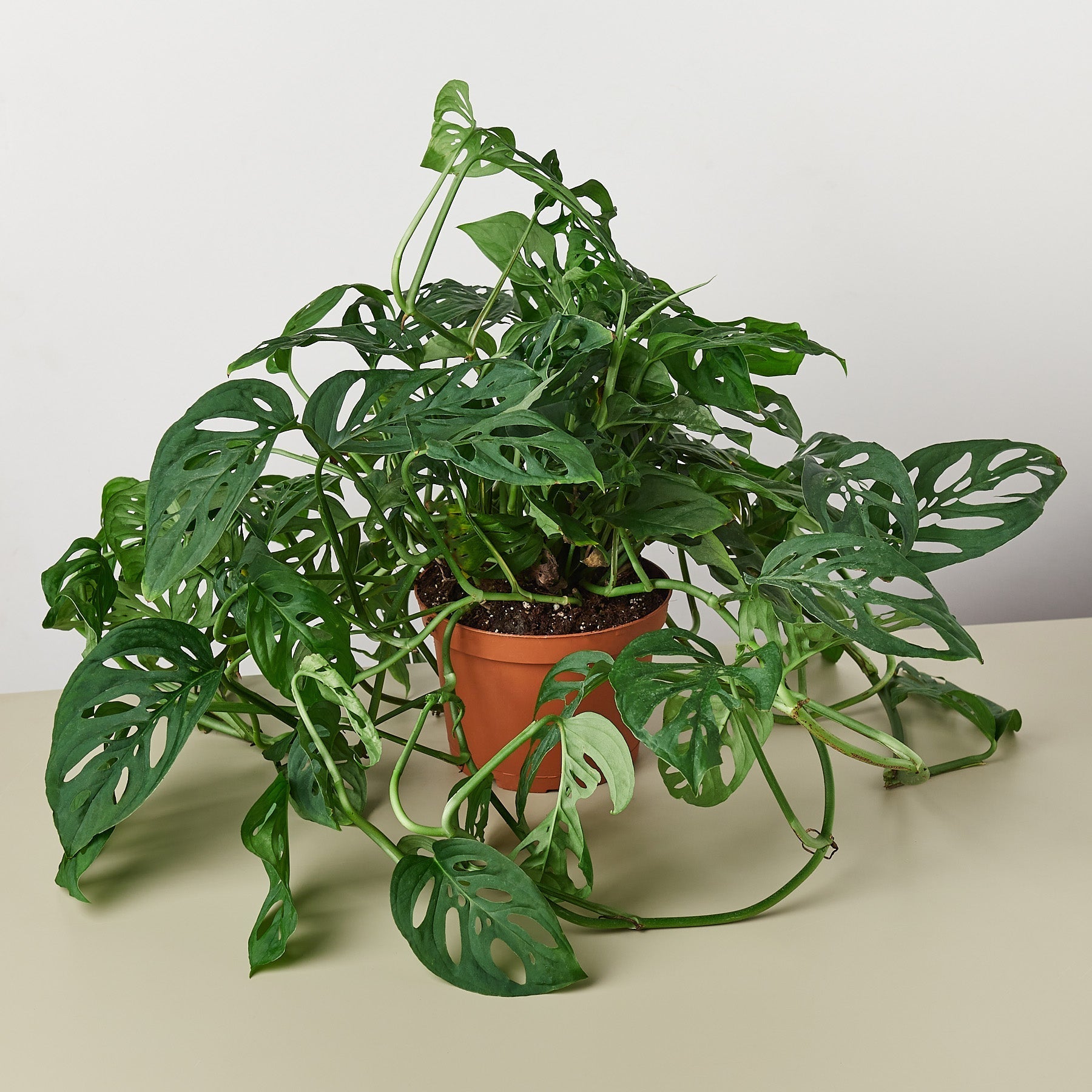 Monstera Adansonii 'Swiss Cheese' - House Plant Shop