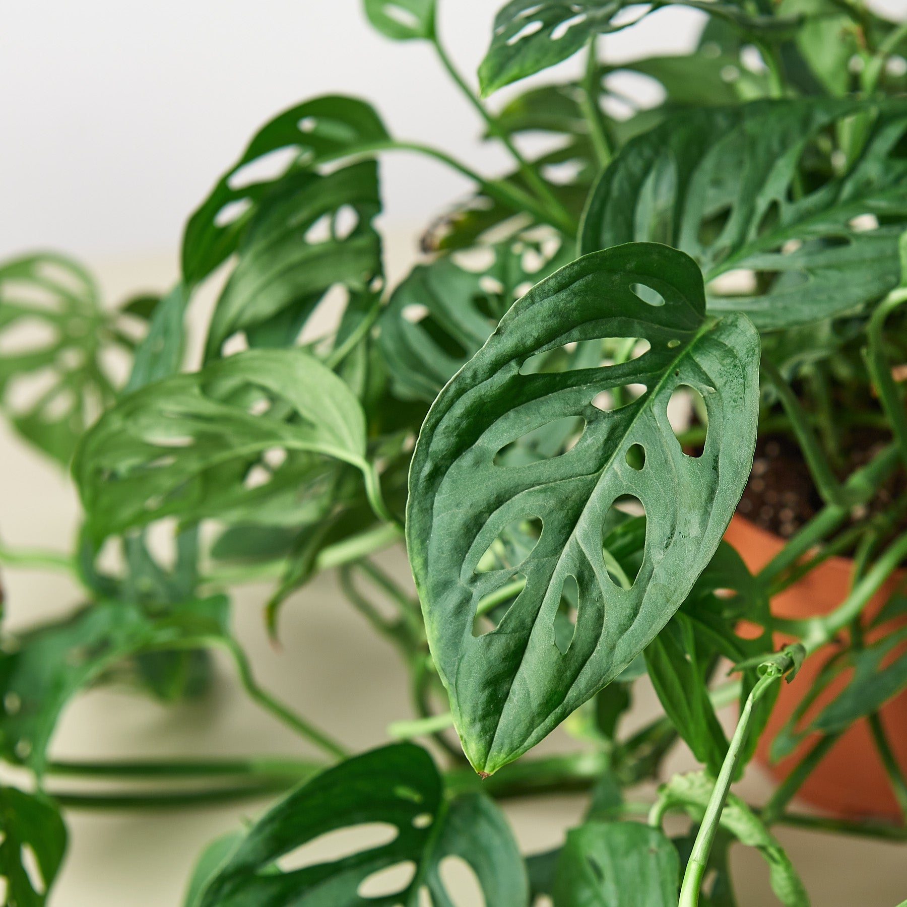 Monstera Adansonii 'Swiss Cheese' - House Plant Shop