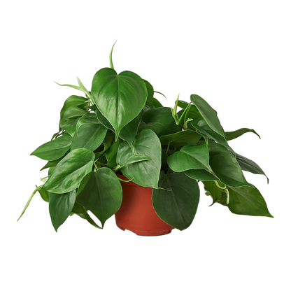 Philodendron Cordatum Heartleaf