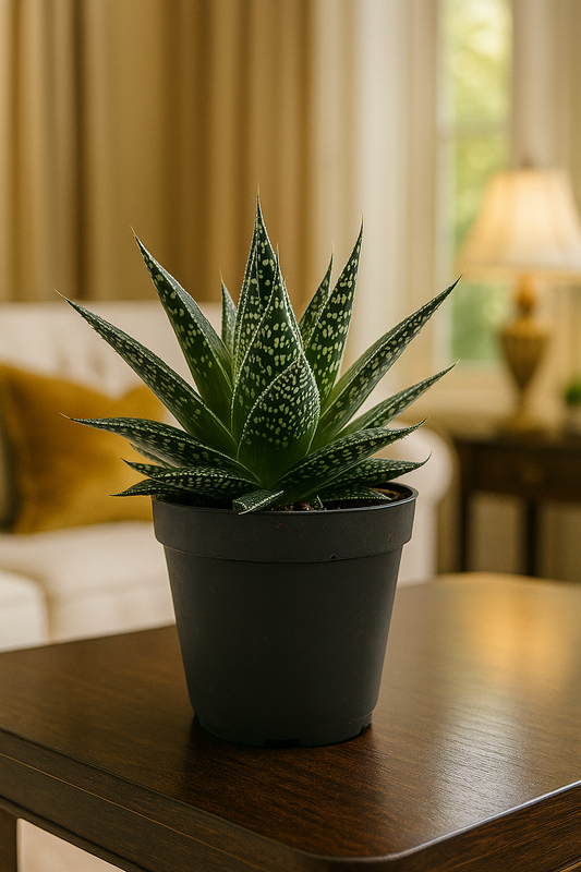 Succulent Gasteria Durban