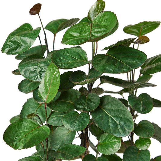 Aralia Fabian 'Polyscias Scutellaria'