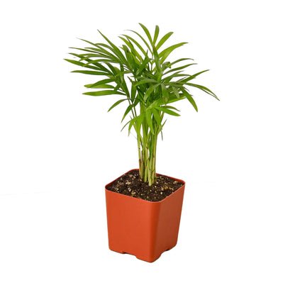 Neanthe Bella Palm
