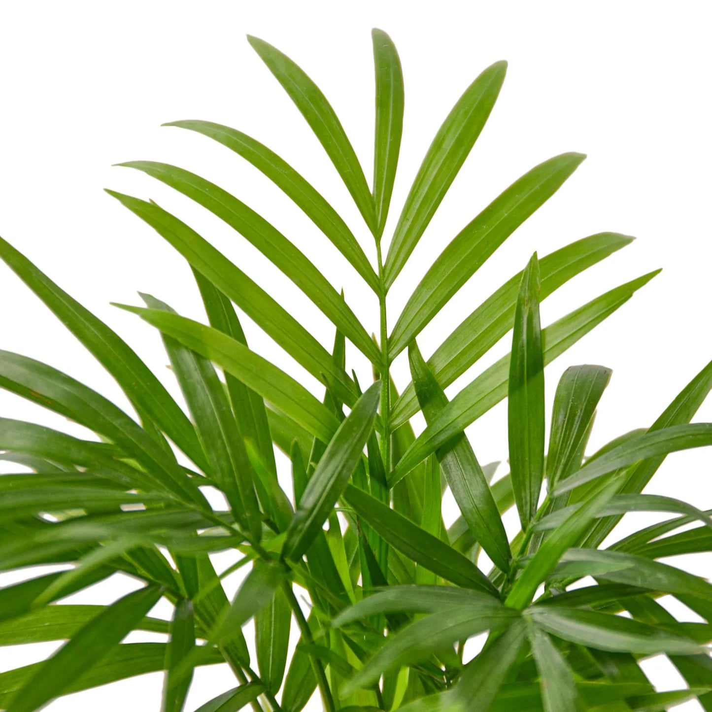 Neanthe Bella Palm