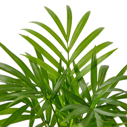 Neanthe Bella Palm