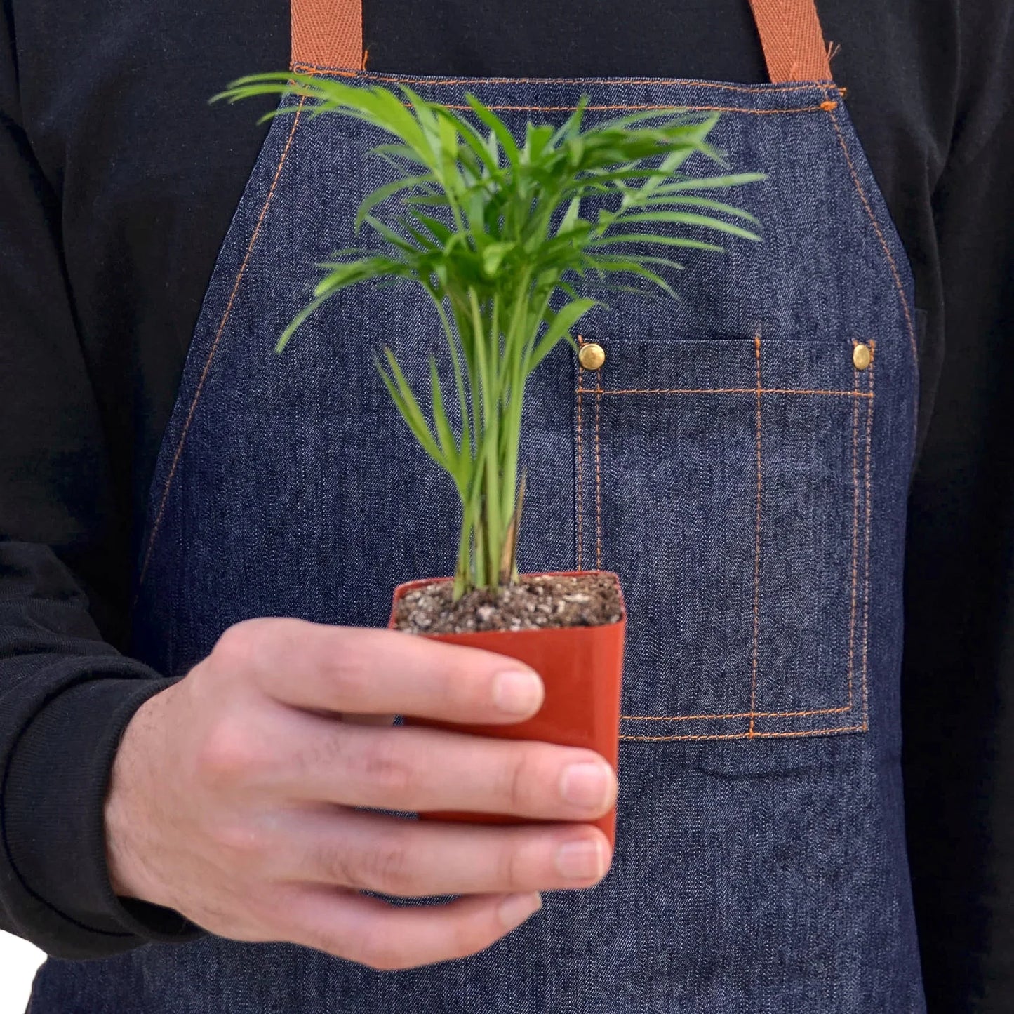 Neanthe Bella Palm