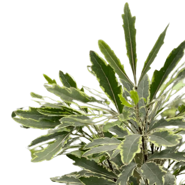 Aralia 'Bianca'