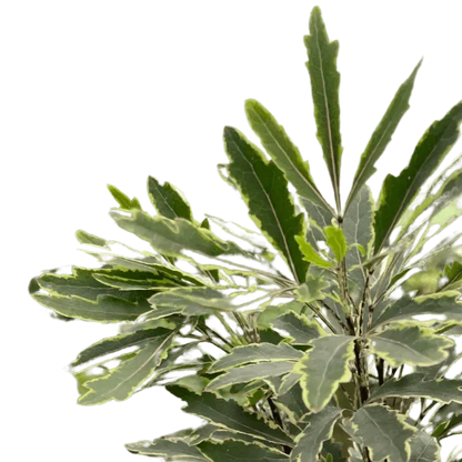 Aralia 'Bianca'