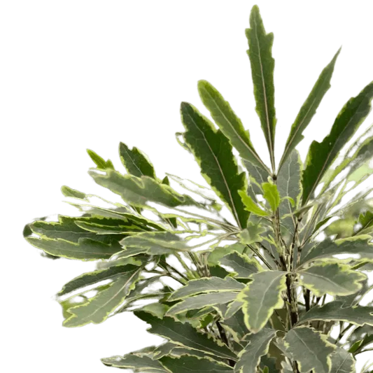 Aralia 'Bianca'