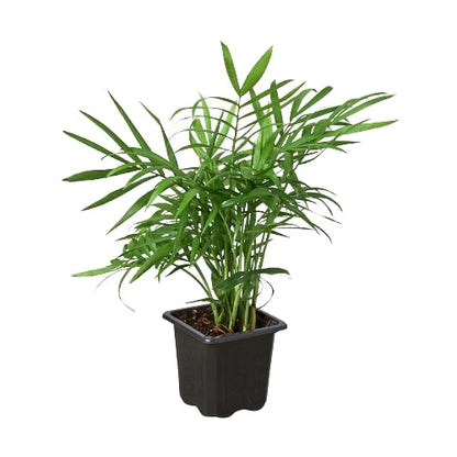 Neanthe Bella Palm