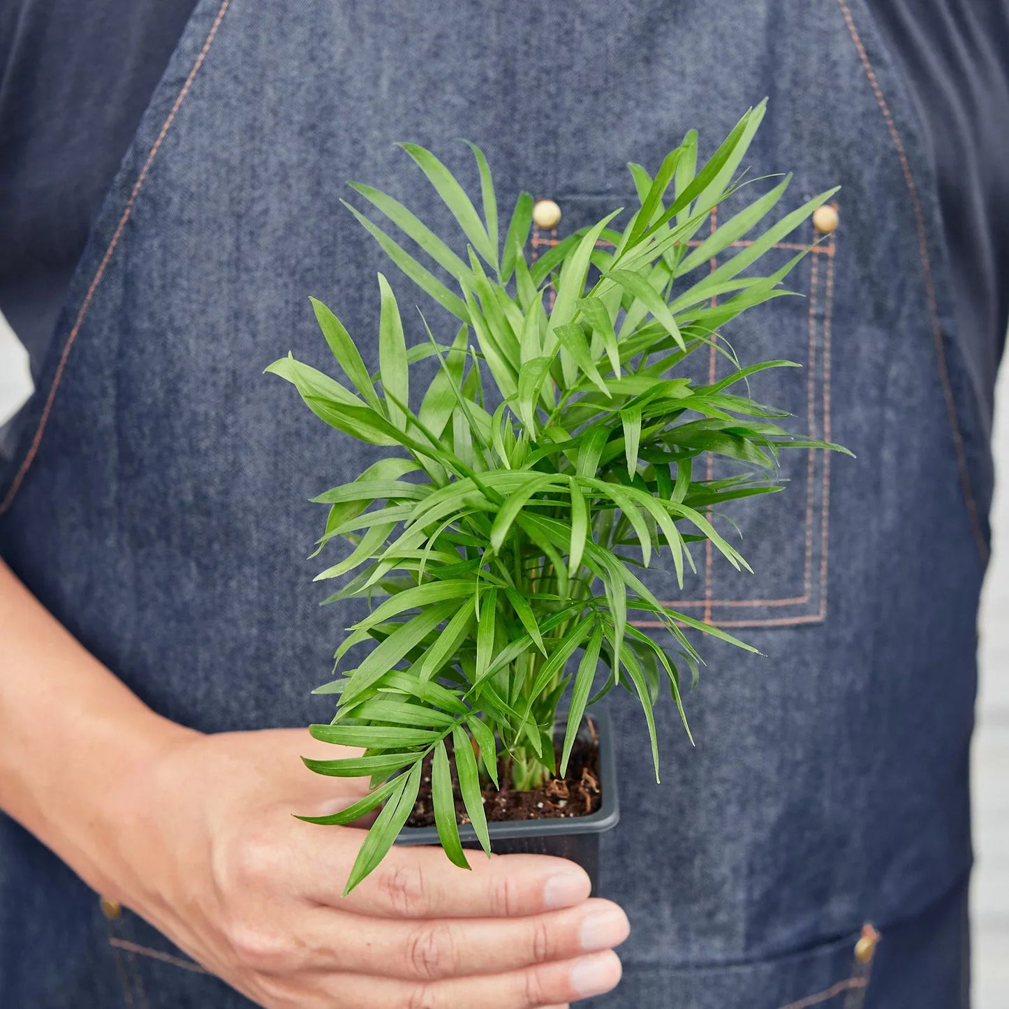 Neanthe Bella Palm