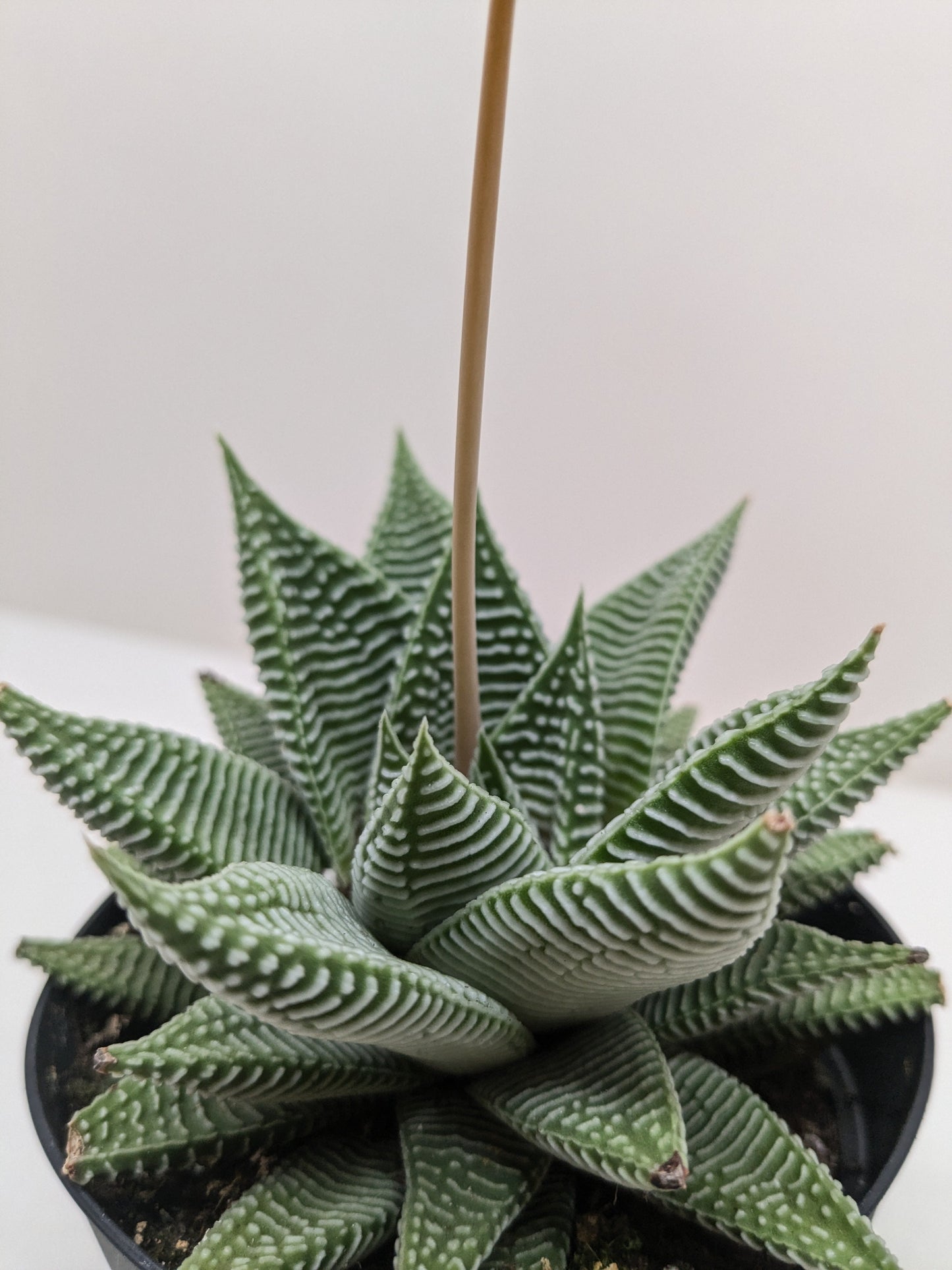Haworthia Miami Succulent