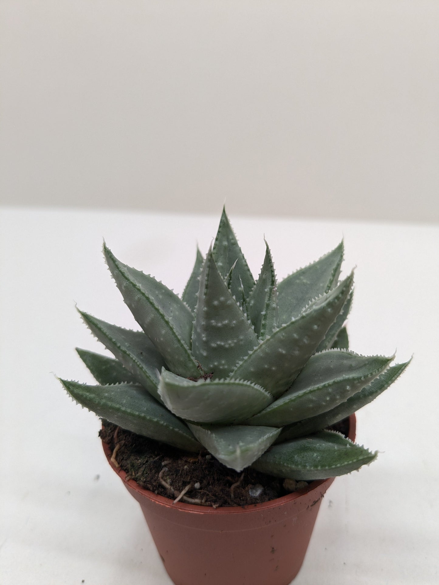 Haworthia Savanna Succulent