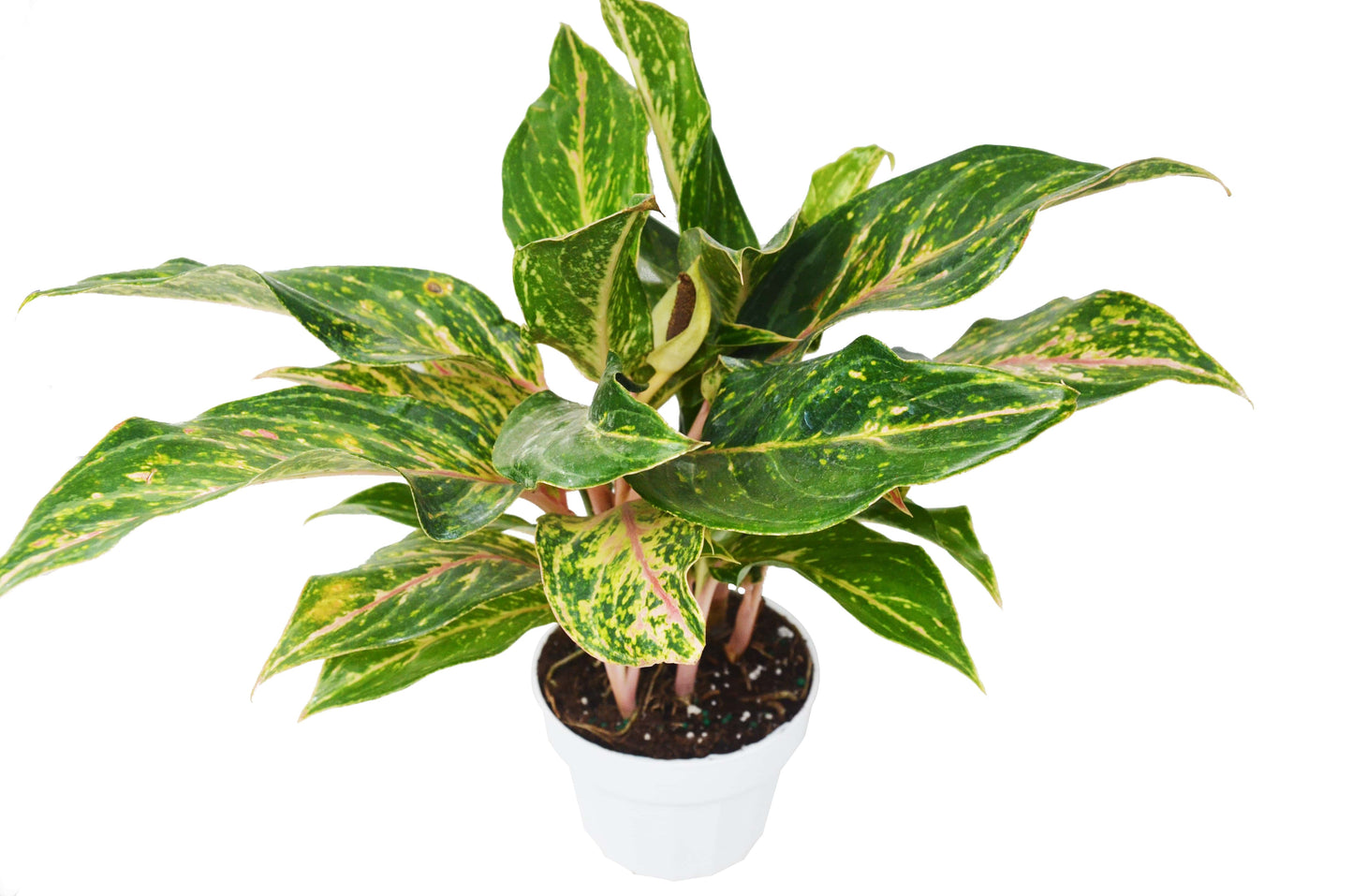 Chinese Evergreen Sparkling Sarah 6 Pot