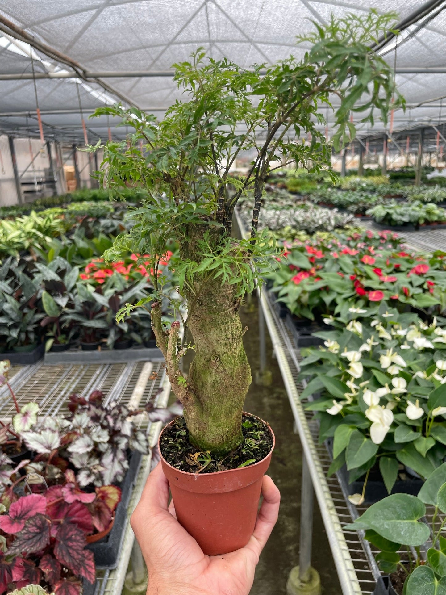 Aralia Ming