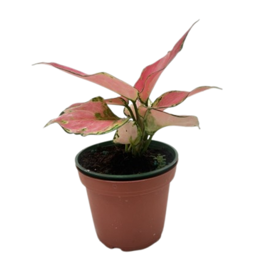 Chinese Evergreen 'Rich Red'