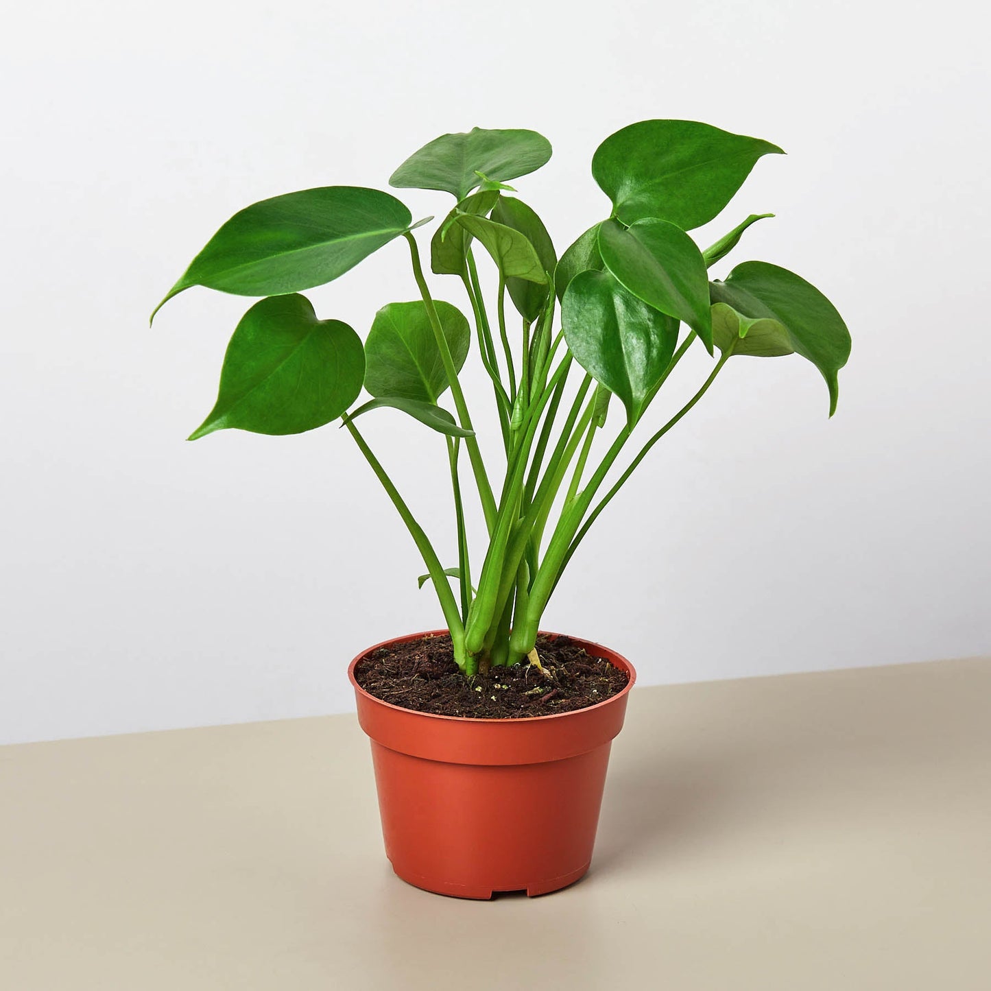 Monstera Trio Bundle