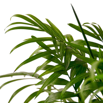 Neanthe Bella Palm