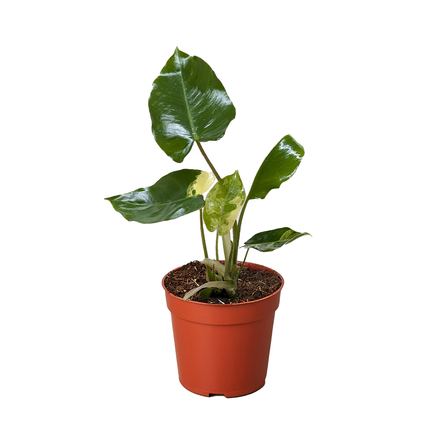 Philodendron Burle Marx Albo