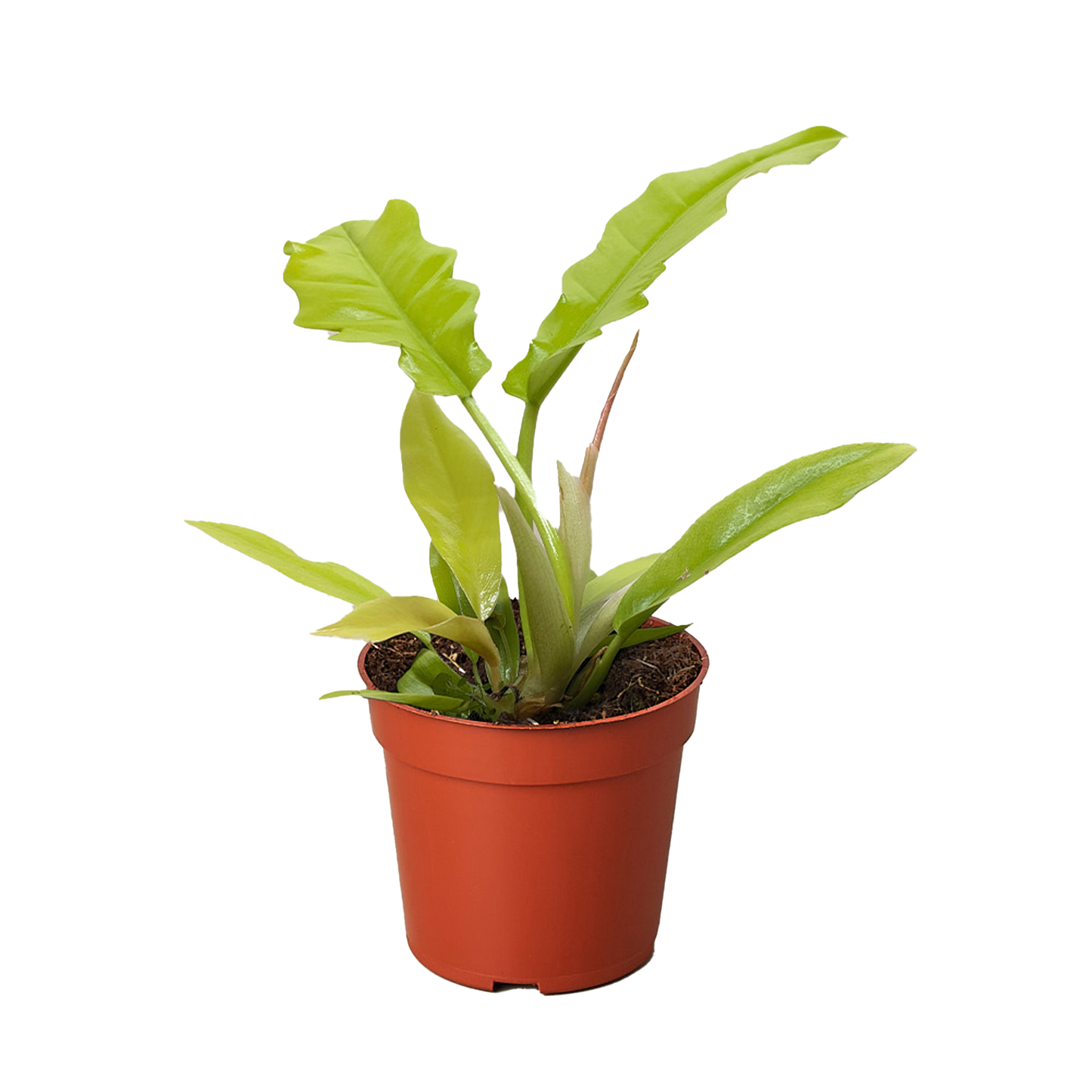 Philodendron 'Golden Crocodile'