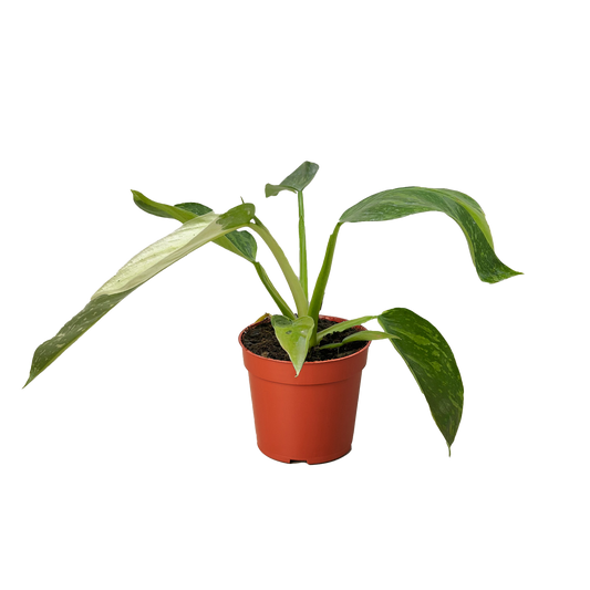 Philodendron Jose Bueno